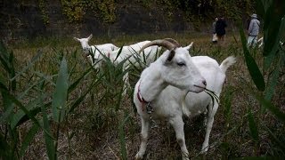 Cabras jardineiras [upl. by Udale531]