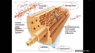 Connective Tissue Bone Osteon Bone Cells [upl. by Ayahc193]