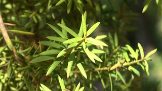 Totara tree identification Podocarpus totara [upl. by Annekcm]