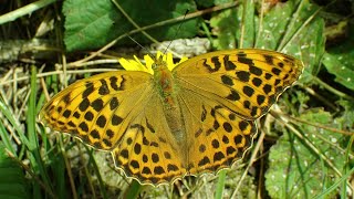 KeizersmantelSilverwashed fritillary Argynnis paphia [upl. by Okkin]