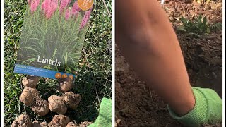 Planting Liatris Bulbs for Summer bloom [upl. by Archibald]