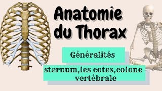 Anatomie du Thorax  partie 1 [upl. by Dualc36]