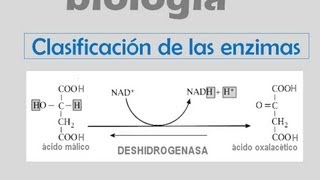 Clasificación de las enzimas [upl. by Heinrike918]