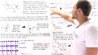 Mechanism of Transpeptidase and Inhibition with Penicillin [upl. by Arbba]