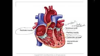 HeartEndocardium pectinate muscles and trabeculae carneae papillary muscles and chordae Tendineae [upl. by Royal]