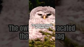 Barred Owlets 1st Flight Outside the Tree Cavity  Canada Wild 🇨🇦 [upl. by Dnomsaj]