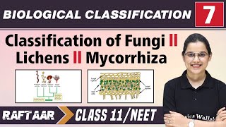 Biological Classification 07  Classification of Fungi  Lichens  Mycorrhiza l Class 11NEET [upl. by Adok]