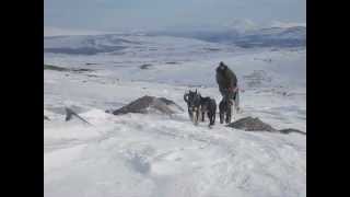 Dovrefjell med hundespann [upl. by Diandra]