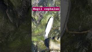 Mugil cephalus  তাউরি মাছ tauri fish fishing [upl. by Mit]