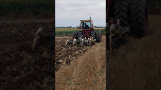 IH 1466 with Glenco 7 shank chisel plow [upl. by Noxaj253]