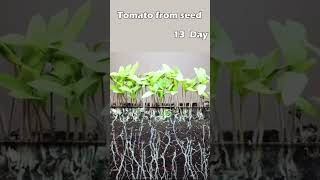 Red tomato🍅 seeds growing timelapse [upl. by Nyrac868]