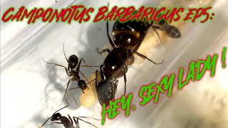 Camponotus Barbaricus Ep5 New workers are here in a Venus 🤩 [upl. by Remy819]