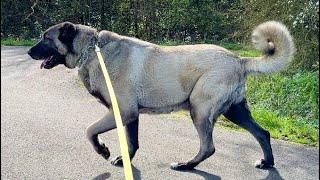 EFSANA GÜZELLİKTE 4 TANE ASLAN GİBİ KÖPEKLE KUŞ SESLERİ EŞLİĞİNDE RENGARENK DOĞADA YÜRÜYÜŞ [upl. by Eniamraj]