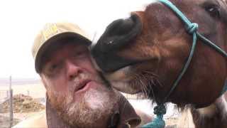 Horses and Dogs Super Bowl beer commercial 2015 parody [upl. by Tressa]