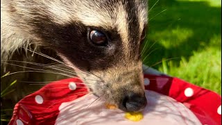 What Happens if You Give Marsha The Raccoon Yogurt Hungry Raccoon Taste Test [upl. by Nicolas855]