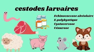 cestodes larvaires part two by Nesrine [upl. by Corbett]