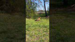 Cavapoo pup is full of energy cavapoo puppy shorts [upl. by Enyaj]