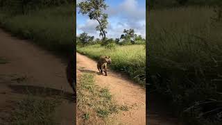 Pack of hyenas attack lion The results are not good [upl. by Publia]