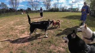 Dog Park TV Lots of new dogs and people lots of small dogs in the mix Good weather brings them out [upl. by Consolata602]