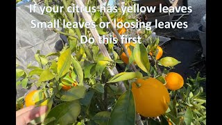 Cara Cara has HLB citrus greening disease or nutrient deficiency Mistake when mulching jan92024 [upl. by Arela129]