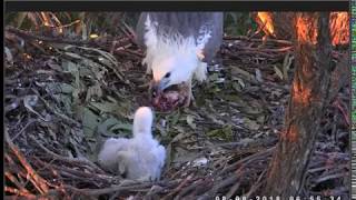 Aug 8 2018 Australia Sea Eagle  Sibling Rivalry [upl. by Akibma]