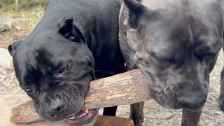 Cane Corso Training to Prevent Aggression [upl. by Arlina404]