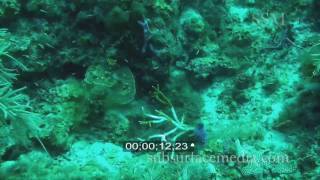 Stock footage Staghorn coral dying [upl. by Akehsay]