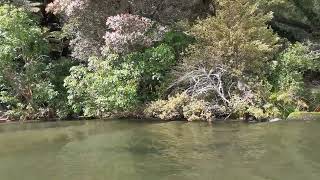 Kayak Lake Rotoiti Rotorua [upl. by Cerys]