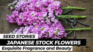 Japanese Stock Exquisite Fragrance and Beauty [upl. by Eckmann]