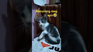 Apir viralvideo shorts pets cats [upl. by Ahsuatan]