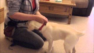 How To Teach Your Dog To Enjoy Wearing A Collar [upl. by Yllen]