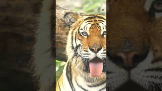 Tiger Facts in 60 Seconds [upl. by Chem]