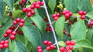 RED CHOKEBERRY SHRUB II POKEWEED BERRIES II JAPANESE PAGODA TREE II IBANG PUNO🌱 [upl. by Hartmunn]