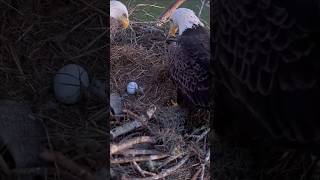 SWFL M15 landing in the nest relieving F23 of incubation duties from the egg deck 🥚💕 [upl. by Bushore]