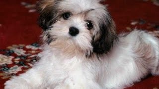 Barking by Lhasa Apso [upl. by Patrizia]