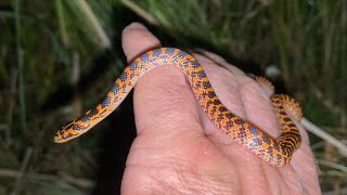 능구렁이 Lycodon rufozonatus Redbanded snake  Snake Rescue [upl. by Anoirb]