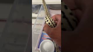 Axanthic zebra jag goldcoast reptiles reptiles python reptileslover [upl. by Melina]