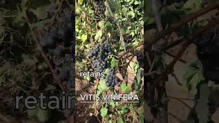 VITIS VINIFERA AKA GRAPE VINE [upl. by Airdnazxela]