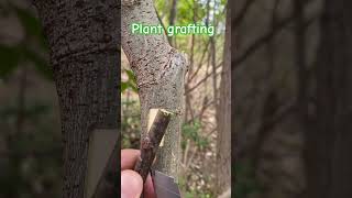 TTR 123160 🌳plantingtips plantingguide shortview [upl. by Nirual]