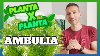 🟢 8 🌿  AMBULIA  PLANTA X PLANTA  Fácill MiTu HD l [upl. by Adnawyek]