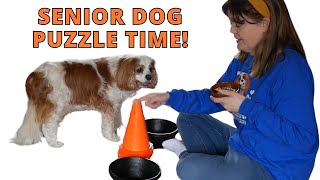 Brain Games and Fitness for Senior Cavaliers 🐶 Focus with 2Bowl Training Game Vitos Game [upl. by Ethelred]