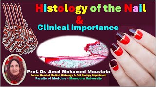 3 Histology of the Nail amp Nail Diseases Dr Amal mohamed moustafa [upl. by Ettolrahs510]