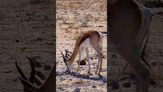 Springbok Gazelles chewing grass springbok gazelle chew grass cute nature wildlife HA39817 [upl. by Faber]