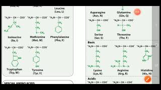 Hydrophobic And Hydrophilic Amino acids classification  and special amino acids [upl. by Nilkcaj719]