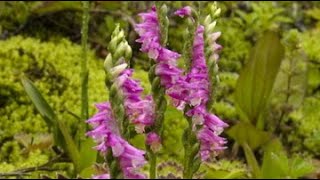 Скрученник или Cпирантес Spiranthes Garden flowers189 Декоративные растения [upl. by Wincer]