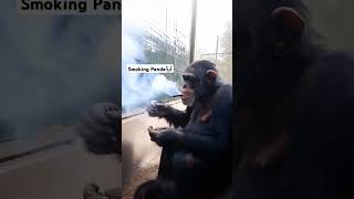 Smoking Panda 🐼 panda ytshorts yt youtube gorale animals shorts viral [upl. by Alaek]