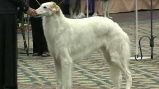 The 2010 Borzoi National Specialty [upl. by Lebiram]