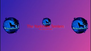 Yorkshire Terriers Trailer [upl. by Esirtal]