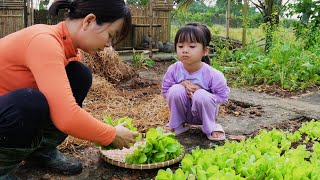 How to Grow Lettuce and Care for Your Vegetable GardenLiving with Nature [upl. by Jessee]