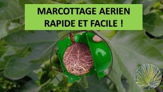 Marcottage aérien rapide et facile [upl. by Goode]